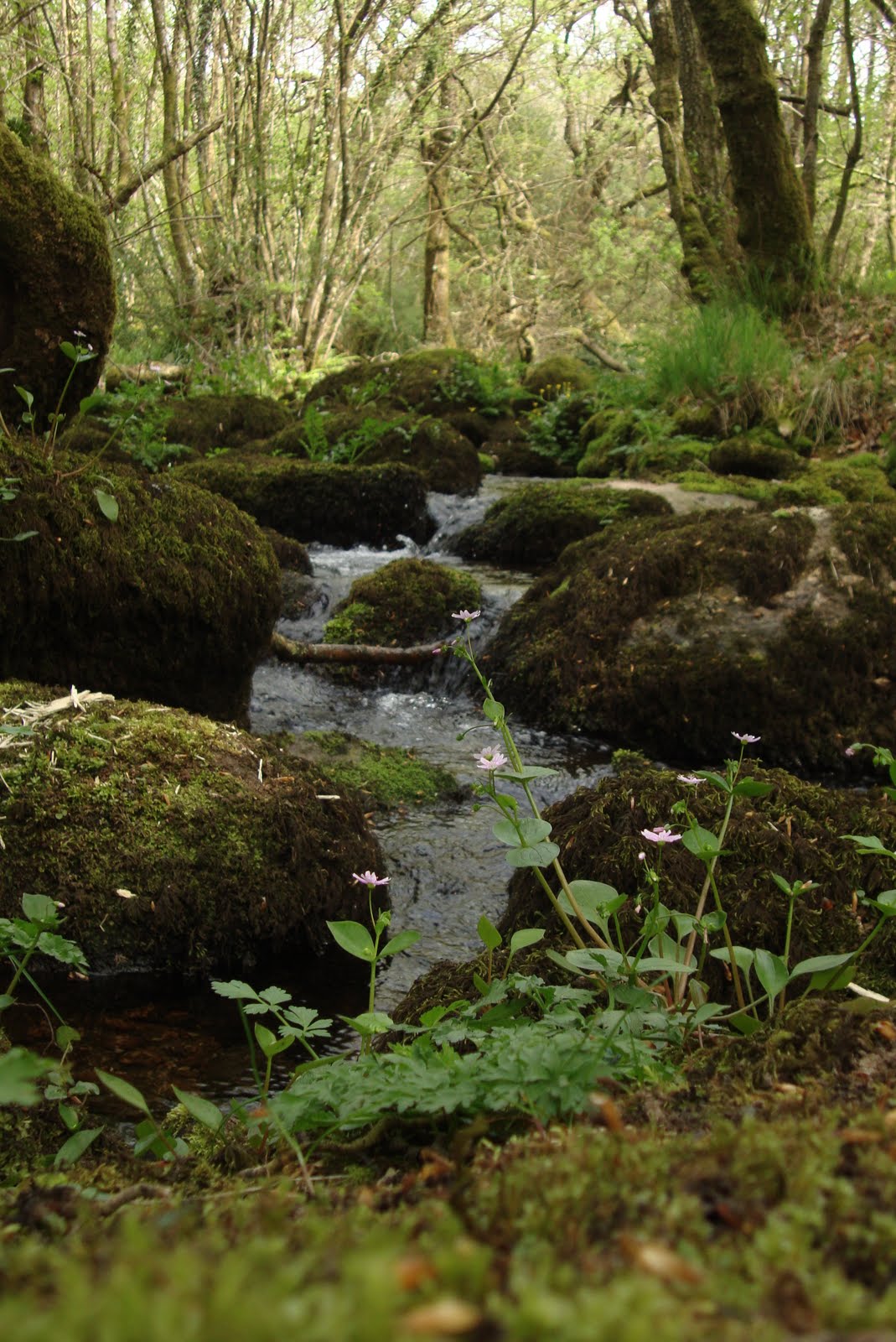 Dartmoor Woodland Stream